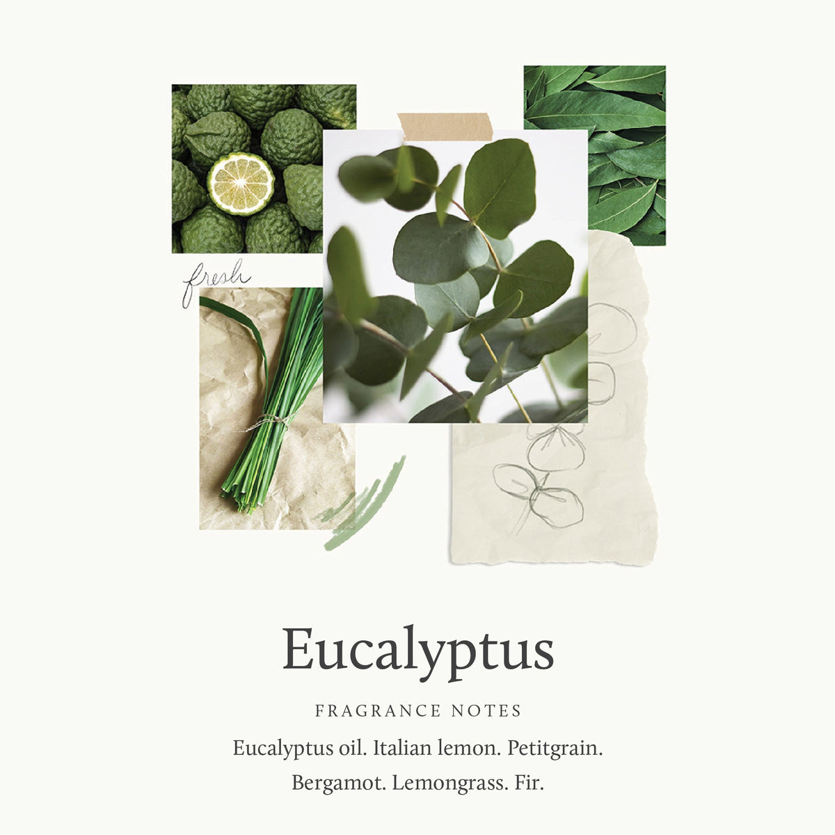 Eucalyptus Replenishing Hand Lotion